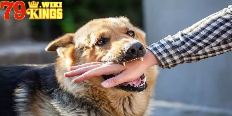Giấc mơ chó cắn tương đối đặc biệt