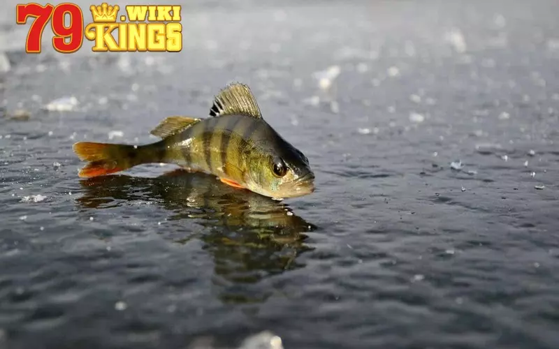 Giấc mơ thấy cá có những điềm dữ