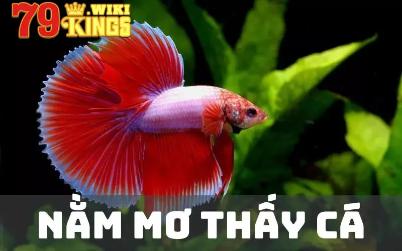 Giải mã giấc mơ thấy cá trong phong thuỷ