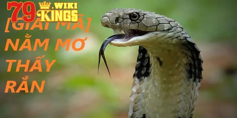 Lý giải giấc mơ có rắn ở khía cạnh phong thuỷ