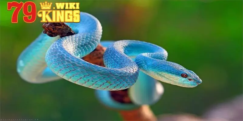 Nằm ngủ mơ rắn cắn người khác